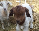 Hercules the kid goat - 