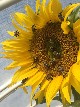 Bees on Sunflower - Sabine Borchers