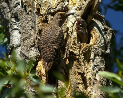 Bird Watching Workshop